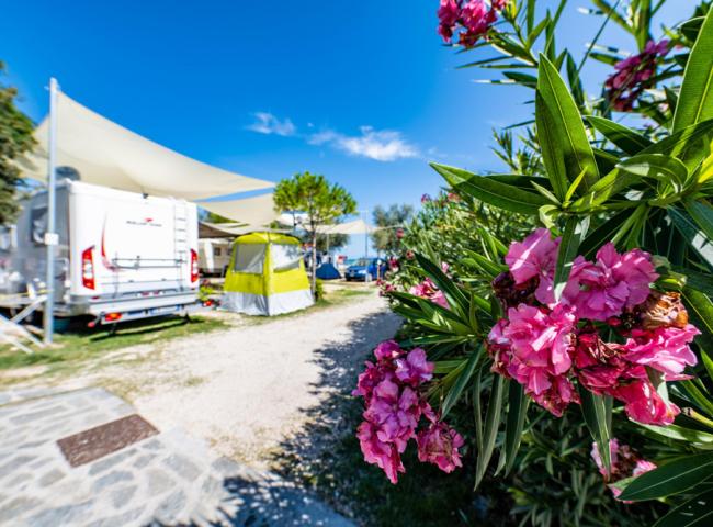 Campeggio con roulotte, tenda e fiori rosa sotto un cielo azzurro.