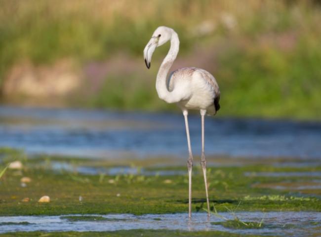 Un fenicottero cammina in un ambiente naturale, circondato da acqua e vegetazione.